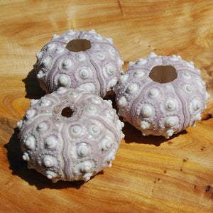 Sputnik Urchin Shell