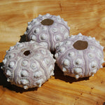 Sputnik Urchin Shell