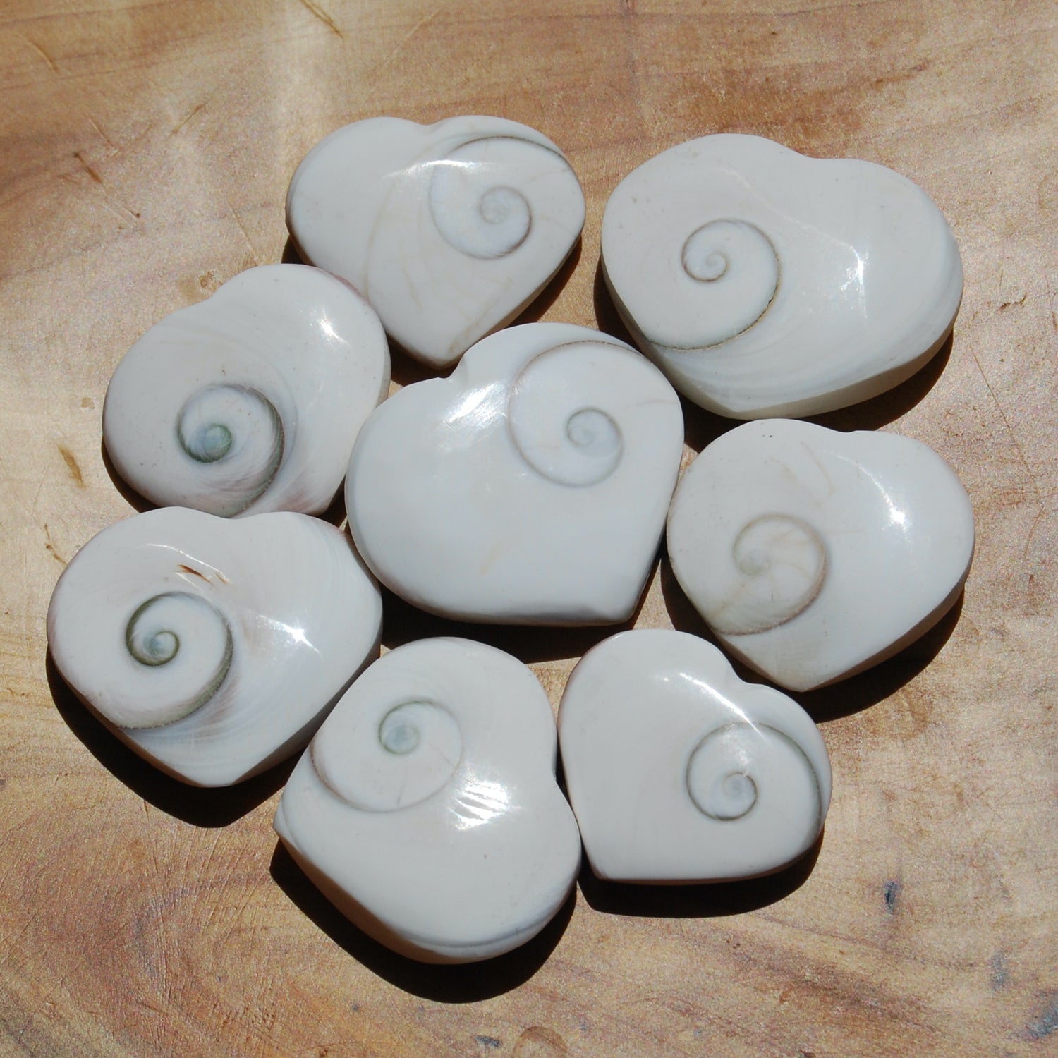 Operculum Shell Heart Eye of Shiva Pacific Cat's Eye