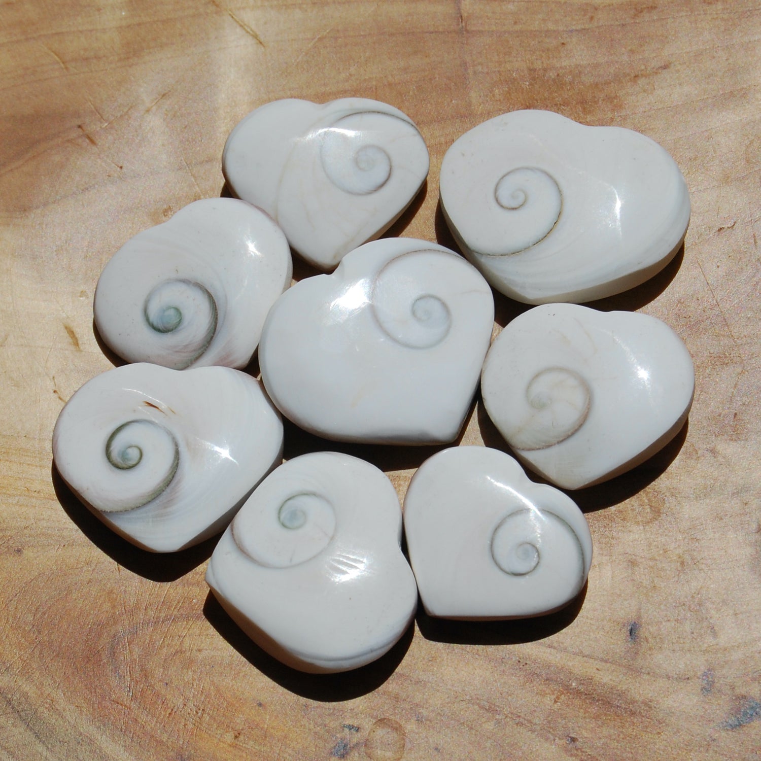 Operculum Shell Heart Eye of Shiva Pacific Cat's Eye