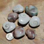 Operculum Shell Heart Eye of Shiva Pacific Cat's Eye