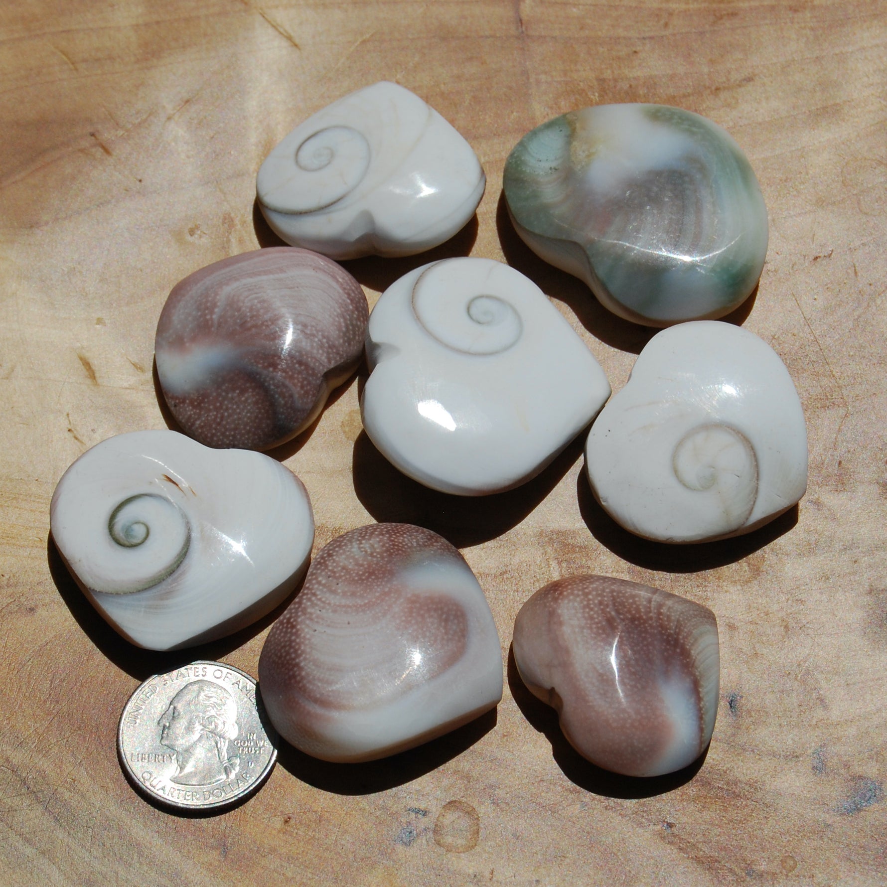 Operculum Shell Heart Eye of Shiva Pacific Cat's Eye