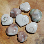 Operculum Shell Heart Eye of Shiva Pacific Cat's Eye