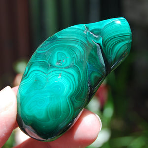 Large Natural Malachite Crystal Palm Stone Botryoidal Free Form Congo