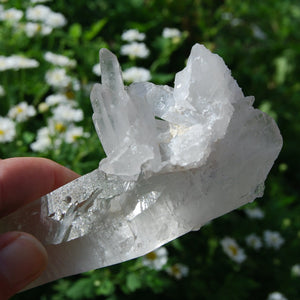 Lemurian Seed Quartz Crystal, Brazil