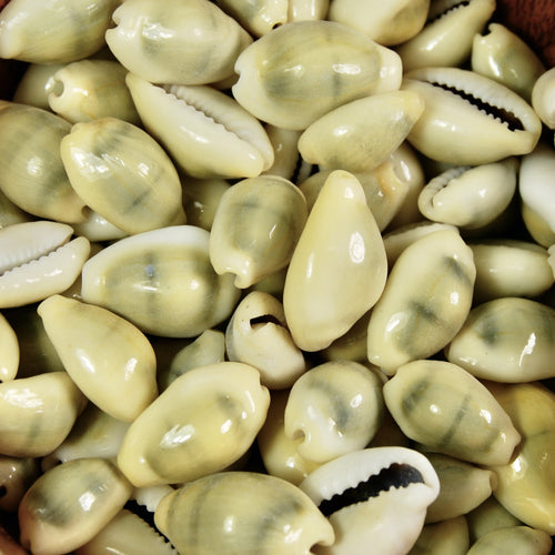 Money Cowrie Shells, Cowry Shells, Cypraea Moneta