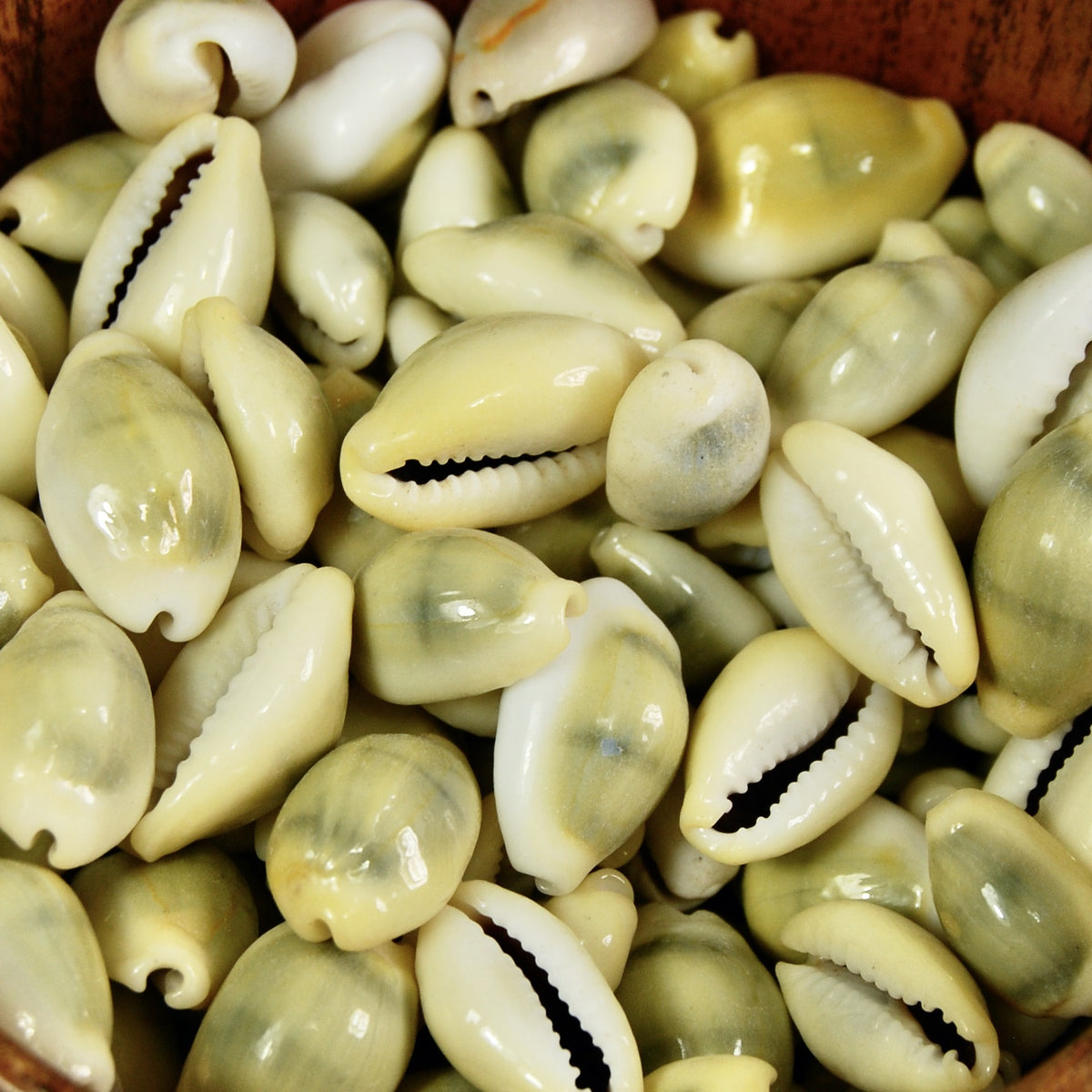 Money Cowrie Shells, Cowry Shells, Cypraea Moneta