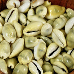 Money Cowrie Shells, Cowry Shells, Cypraea Moneta