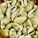Money Cowrie Shells, Cowry Shells, Cypraea Moneta