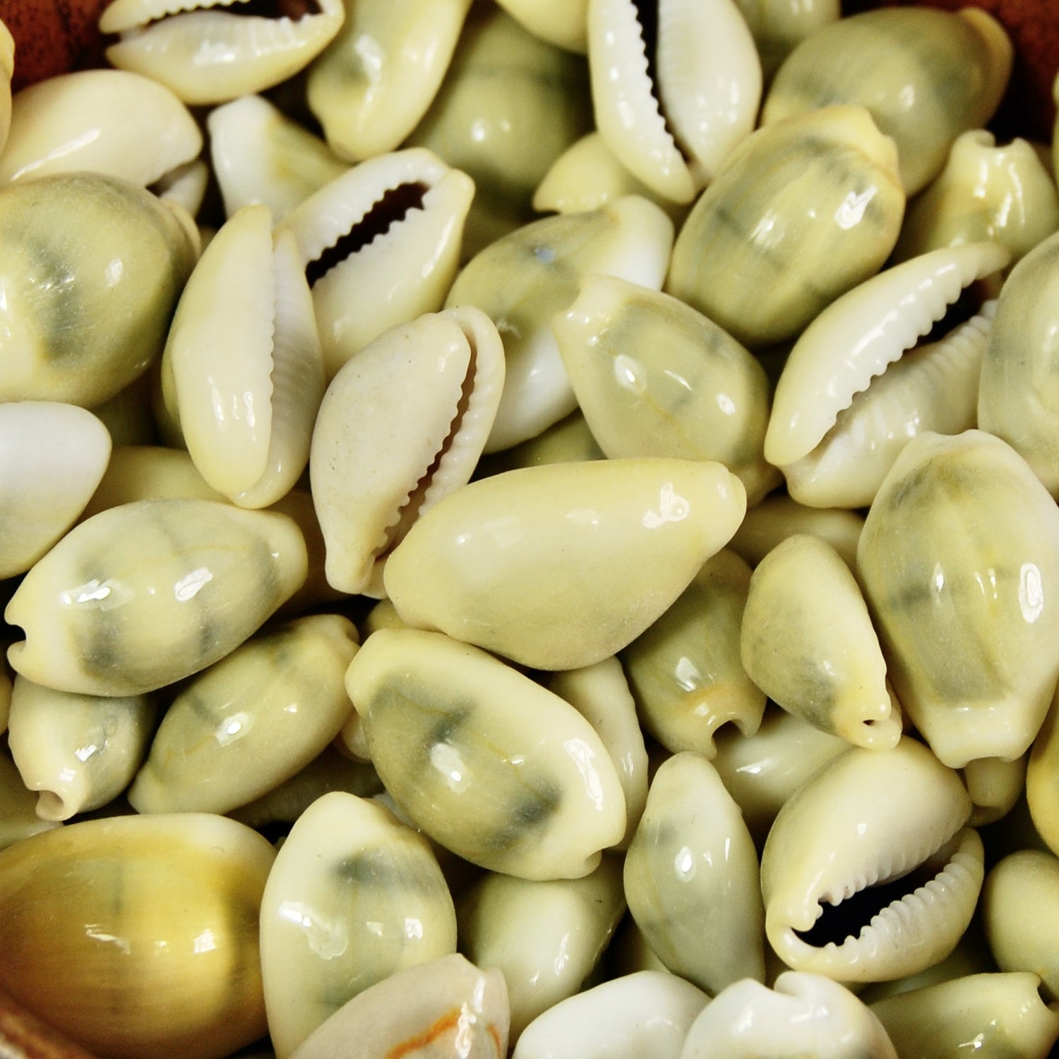 Money Cowrie Shells, Cowry Shells, Cypraea Moneta