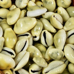 Money Cowrie Shells, Cowry Shells, Cypraea Moneta