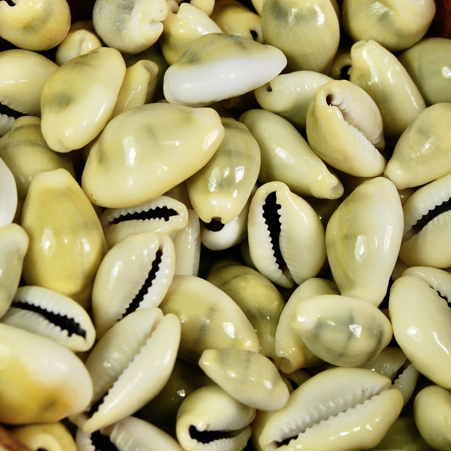 Money Cowrie Shells, Cowry Shells, Cypraea Moneta