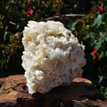 Load image into Gallery viewer, 2lb XL Rare Agatized Fossil Bamboo Specimen, Indonesia, Fossilized Bamboo
