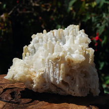 Load image into Gallery viewer, Agatized Fossil Bamboo Specimen, Indonesia, Fossilized Bamboo

