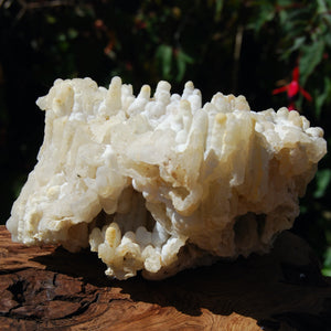 Agatized Fossil Bamboo Specimen, Indonesia, Fossilized Bamboo