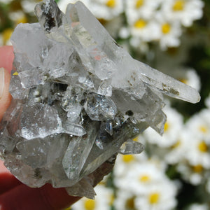 Isis Face Chlorite Optical Quartz Crystal Cluster, Corinto, Brazil