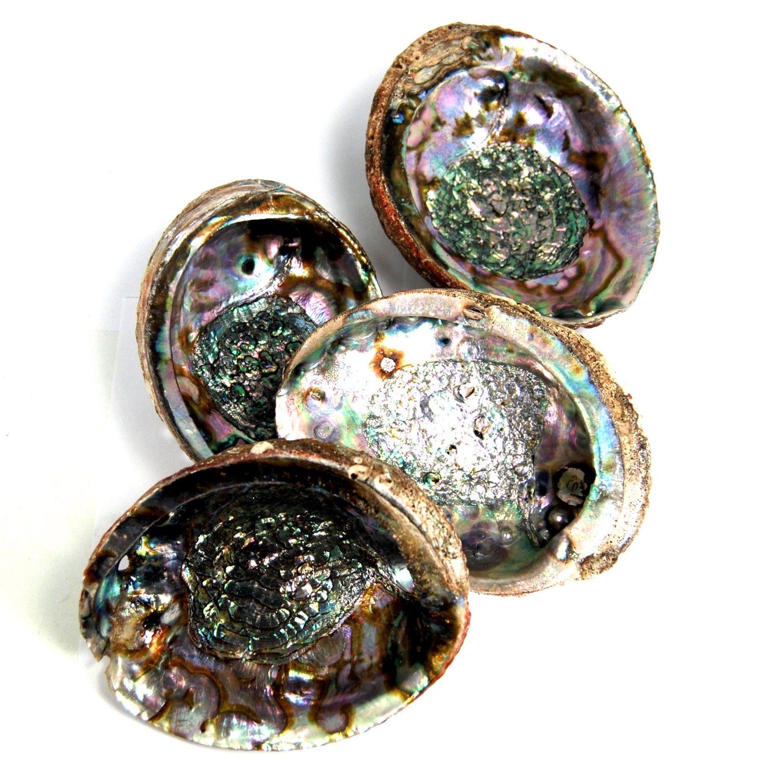 Green Abalone Shell for Crafts or Incense Burner Large