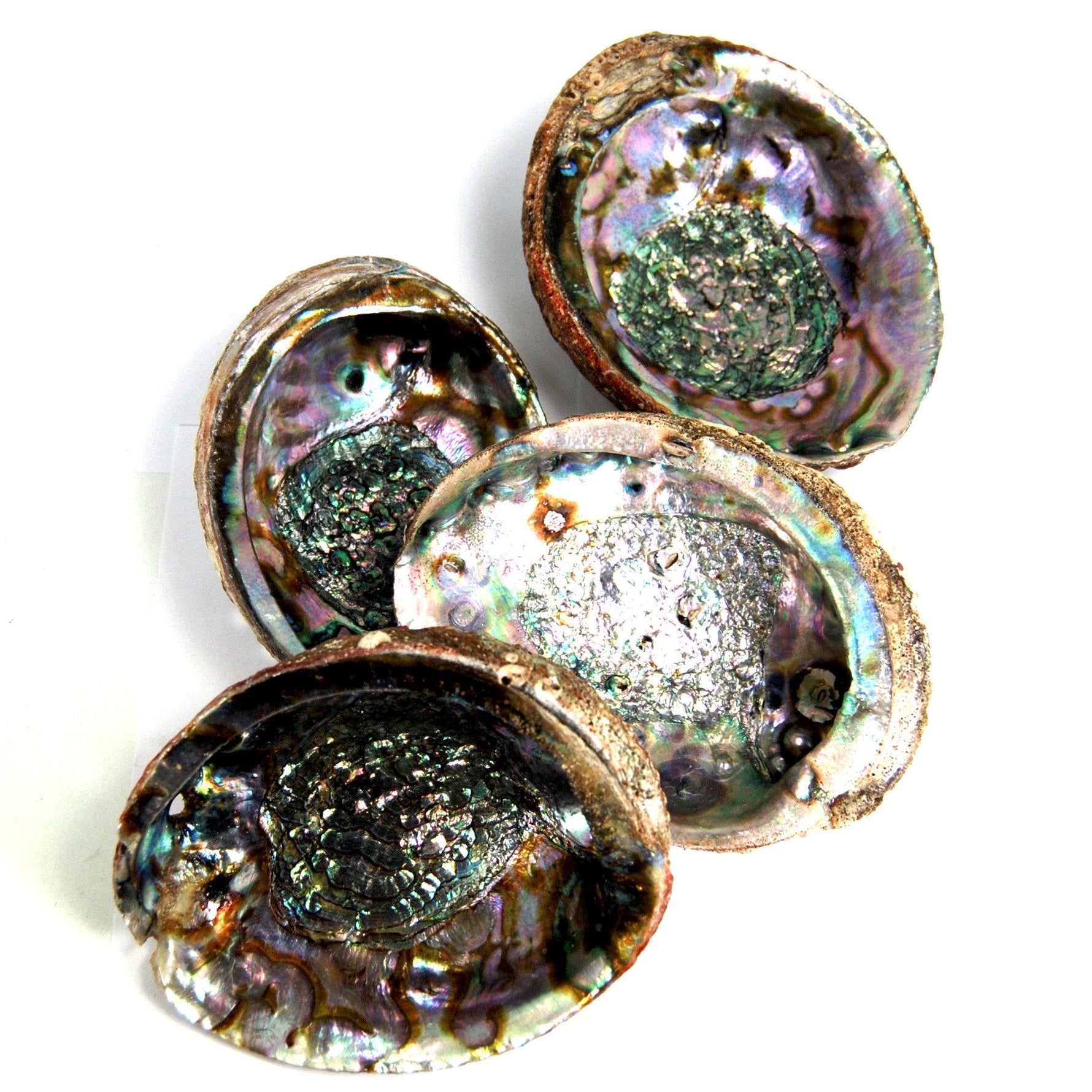 Green Abalone Shell for Crafts or Incense Burner Large