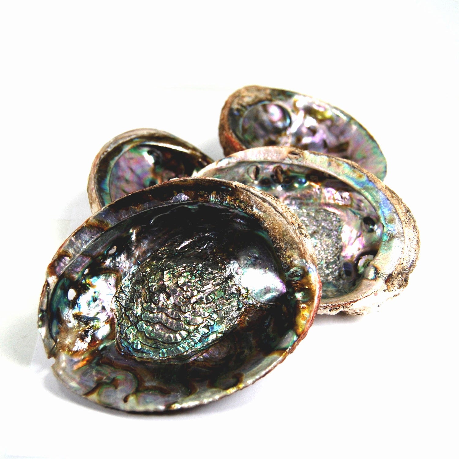 Green Abalone Shell for Crafts or Incense Burner Large