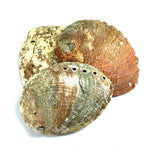 Green Abalone Shell for Crafts or Incense Burner Large