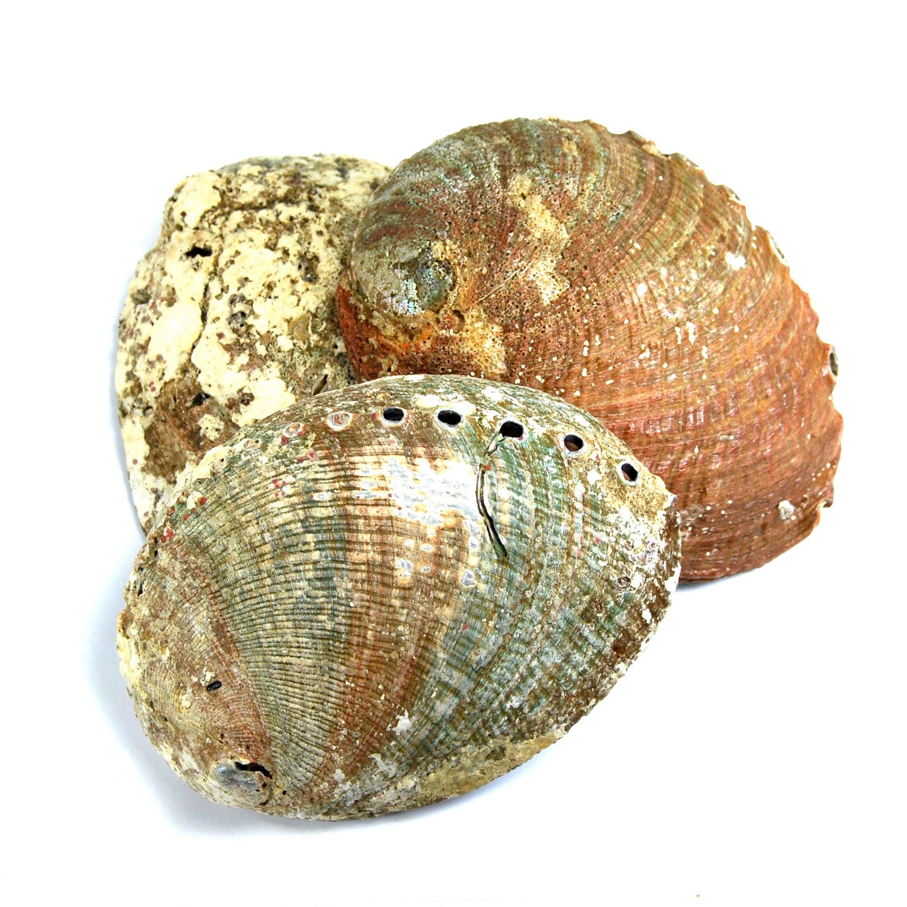 Green Abalone Shell for Crafts or Incense Burner Large