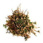 LARGE Rose of Jericho Resurrection Flower Plant Selaginella Lepidophylla Blessing Money Love Abundance Fortune Drawing Dinosaur