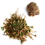 LARGE Rose of Jericho Resurrection Flower Plant Selaginella Lepidophylla Blessing Money Love Abundance Fortune Drawing Dinosaur