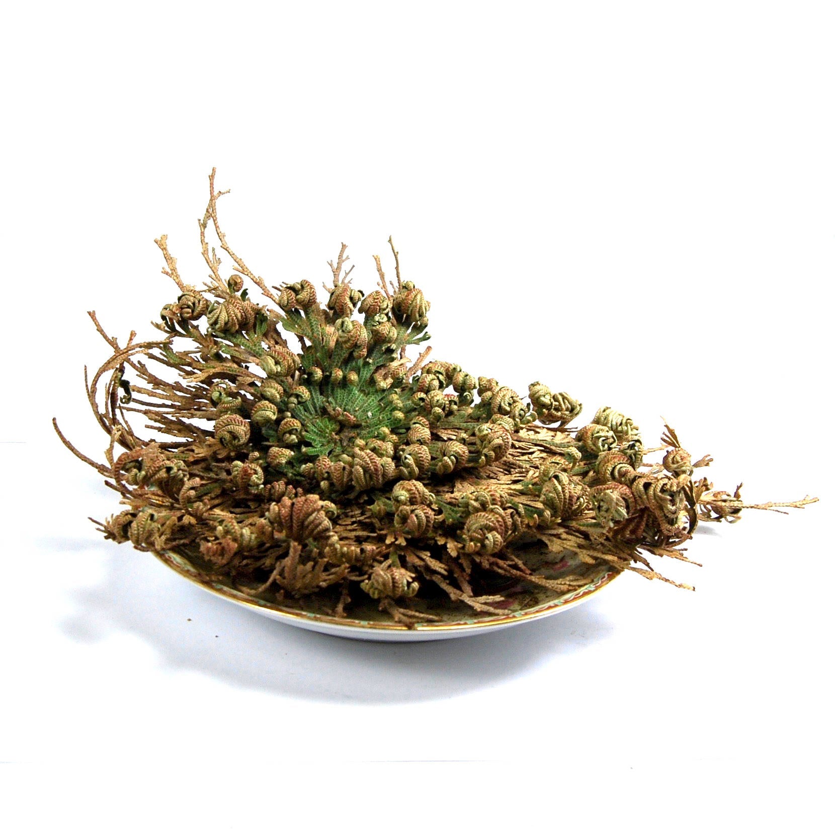 LARGE Rose of Jericho Resurrection Flower Plant Selaginella Lepidophylla Blessing Money Love Abundance Fortune Drawing Dinosaur