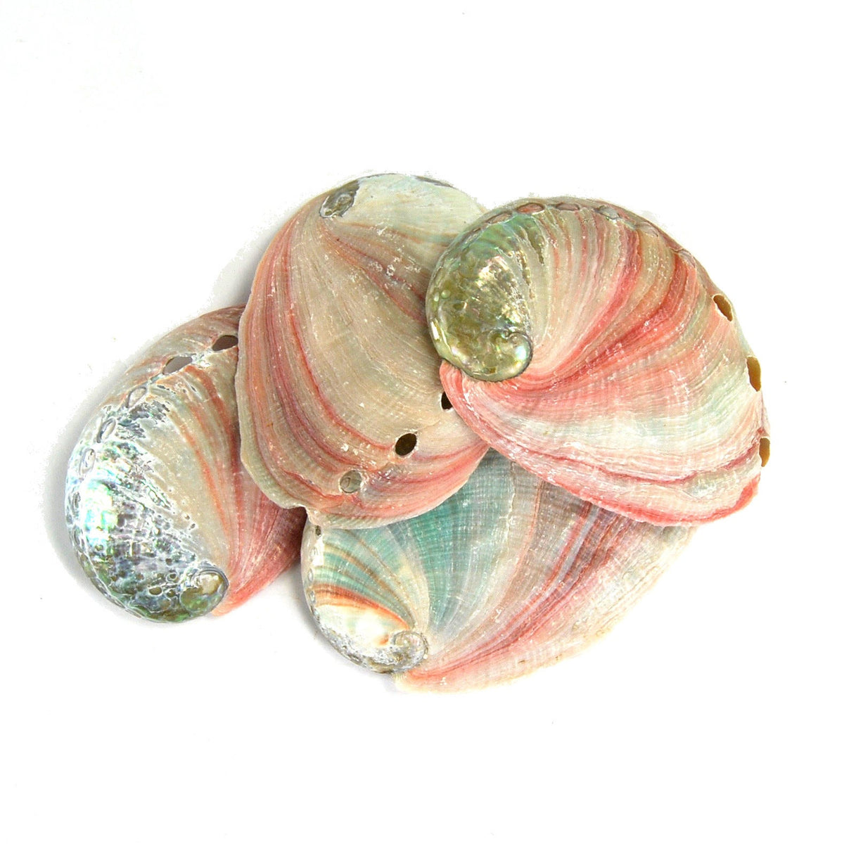 Red Abalone Shell