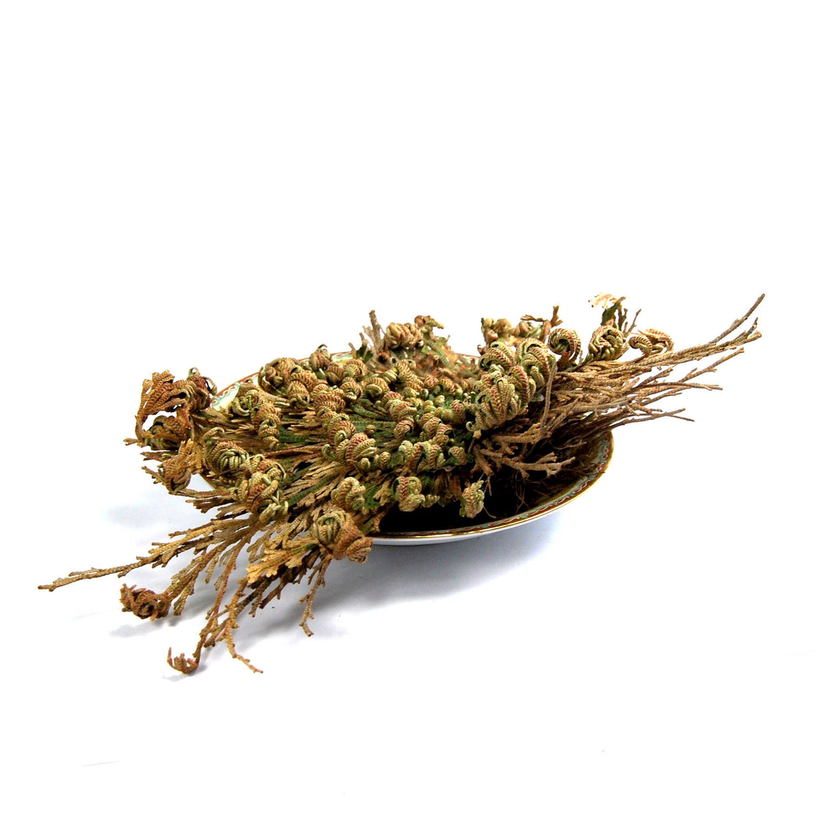 LARGE Rose of Jericho Resurrection Flower Plant Selaginella Lepidophylla Blessing Money Love Abundance Fortune Drawing Dinosaur