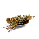 LARGE Rose of Jericho Resurrection Flower Plant Selaginella Lepidophylla Blessing Money Love Abundance Fortune Drawing Dinosaur
