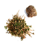 LARGE Rose of Jericho Resurrection Flower Plant Selaginella Lepidophylla Blessing Money Love Abundance Fortune Drawing Dinosaur