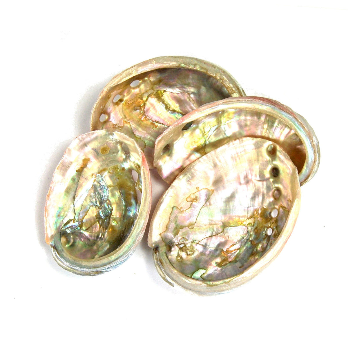 Red Abalone Shell