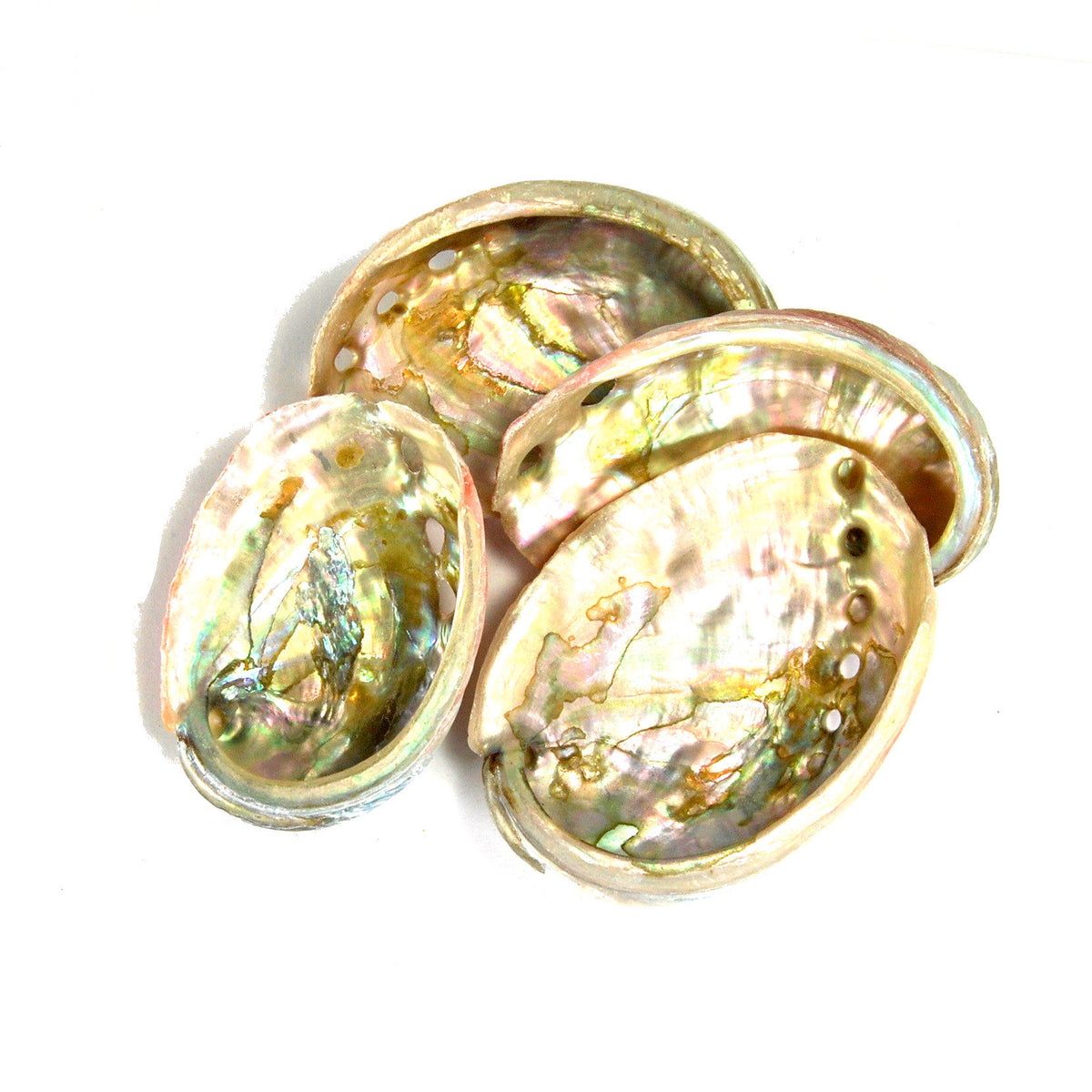 Red Abalone Shell