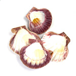 Lion Paw Scallop Shell Large 6 Inch Seashell 