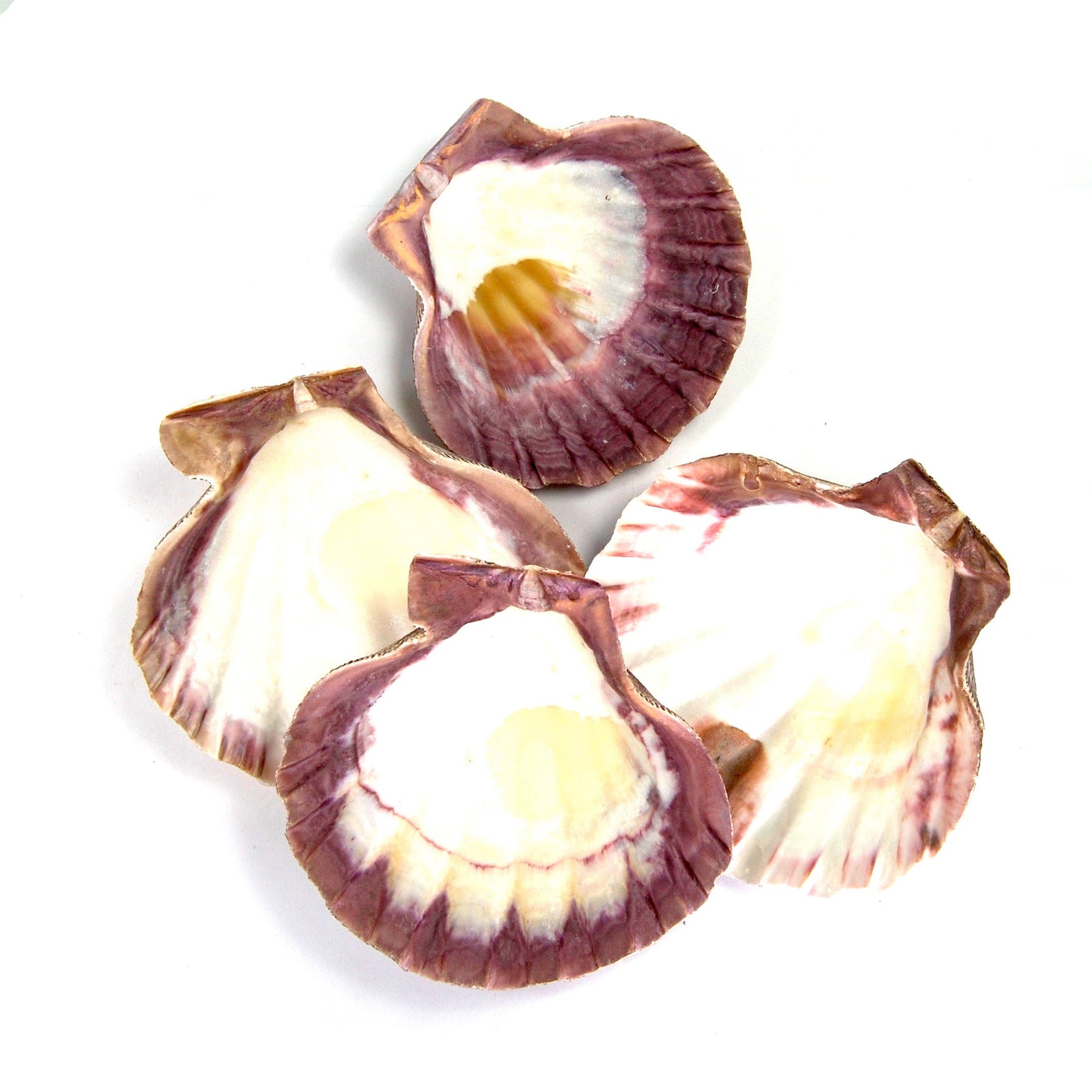 Lion Paw Scallop Shell Large 6 Inch Seashell 