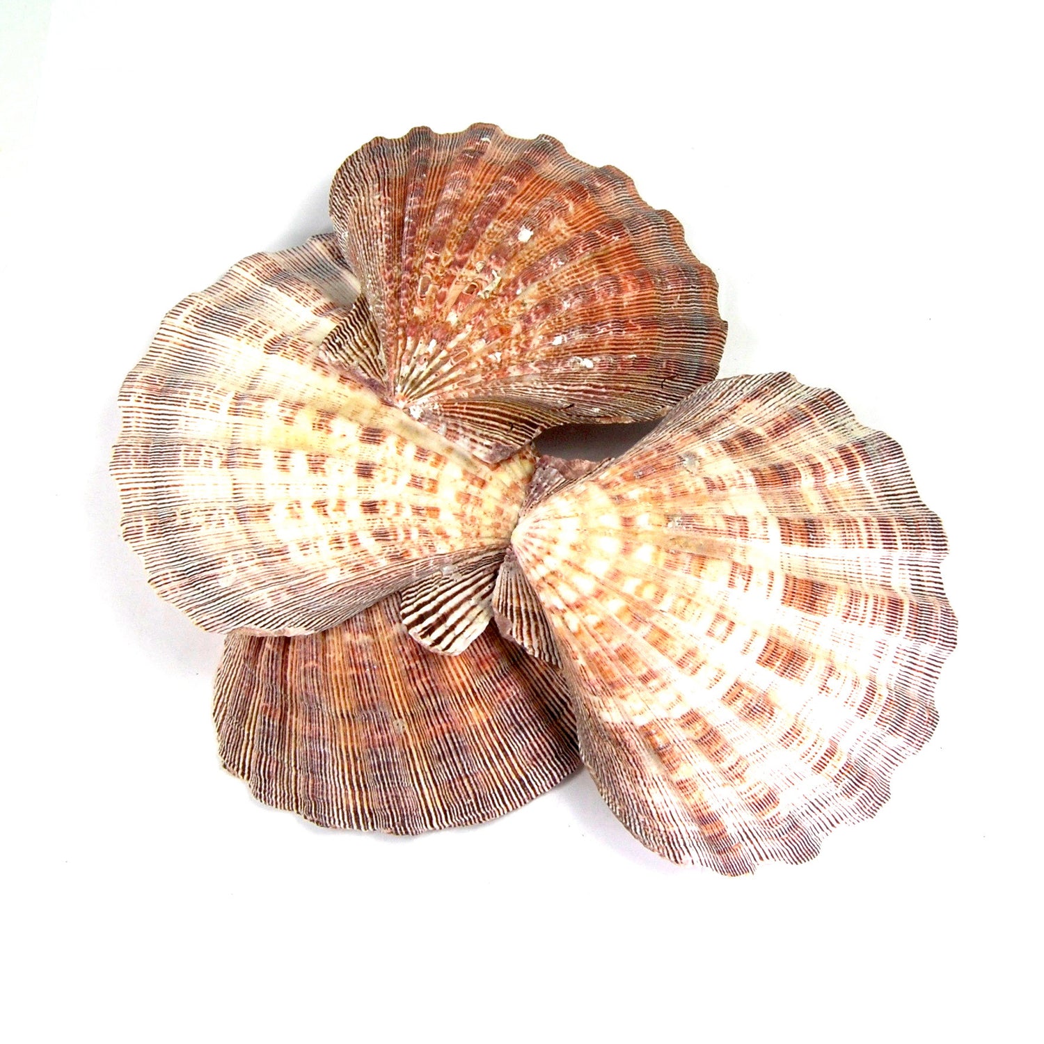 Lion Paw Scallop Shell Large 6 Inch Seashell 