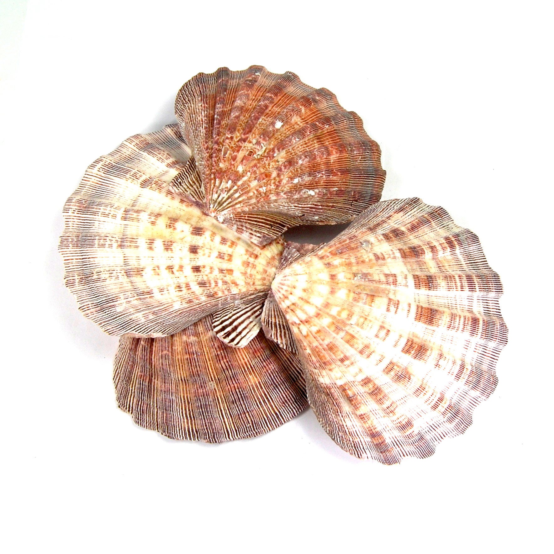 Lion Paw Scallop Shell Large 6 Inch Seashell 