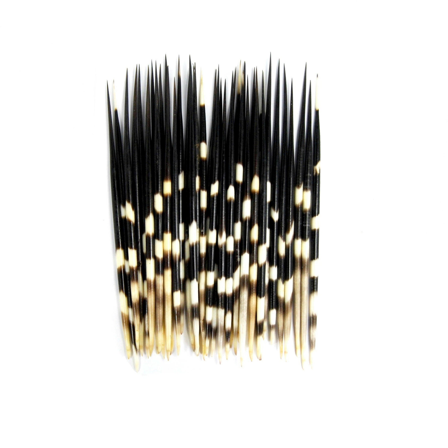 African Porcupine Quills