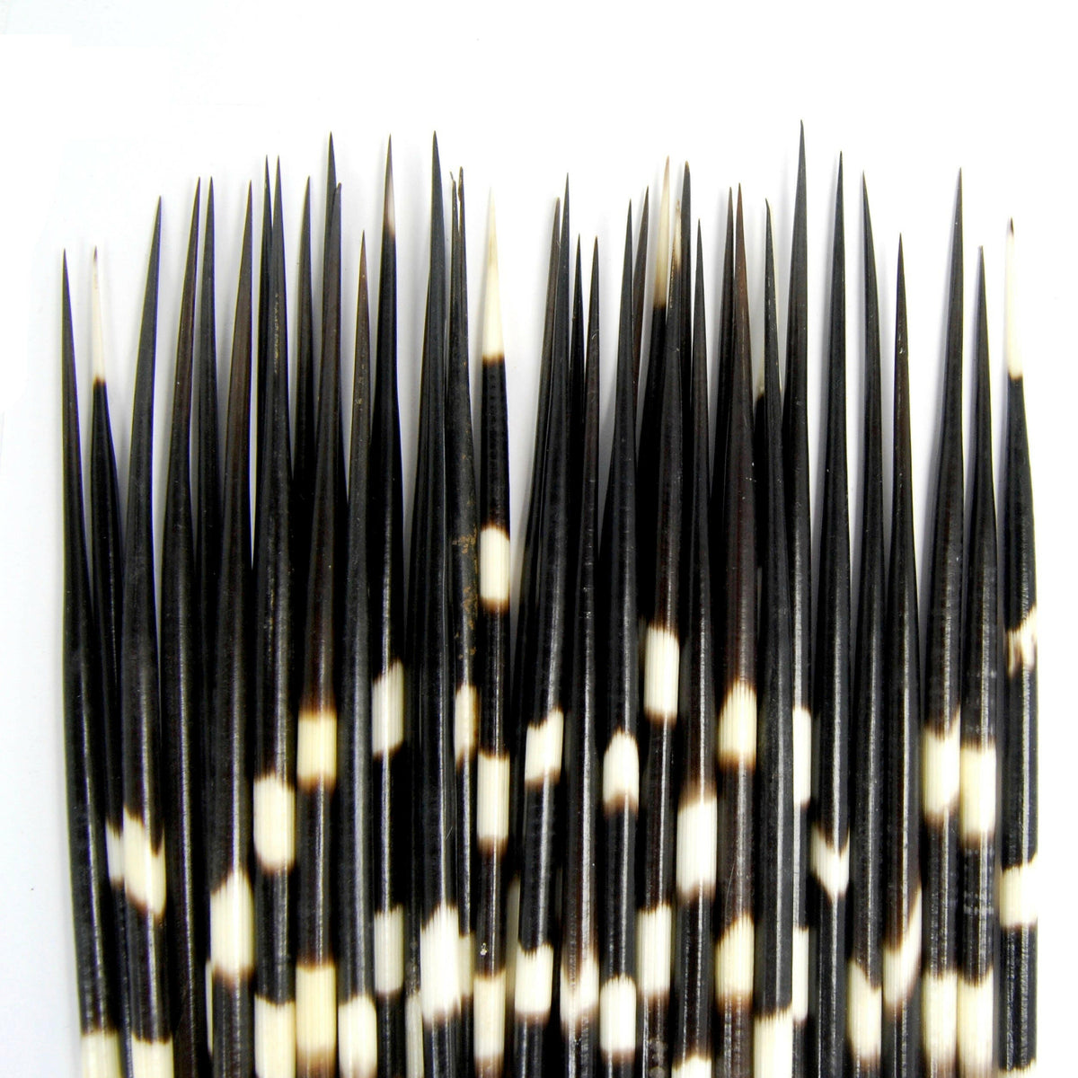African Porcupine Quills
