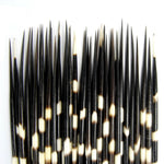 African Porcupine Quills