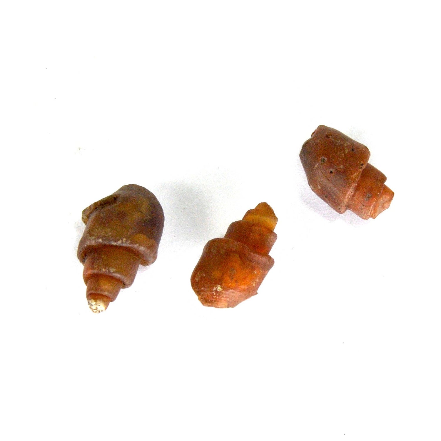 Small Agatized Gastropod Fossil Eocene 20mm to 25mm 