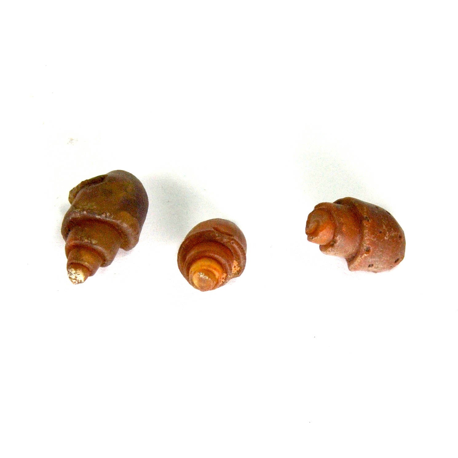 Small Agatized Gastropod Fossil Eocene 20mm to 25mm 
