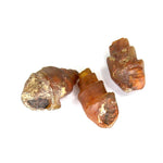 Small Agatized Gastropod Fossil Eocene 20mm to 25mm 