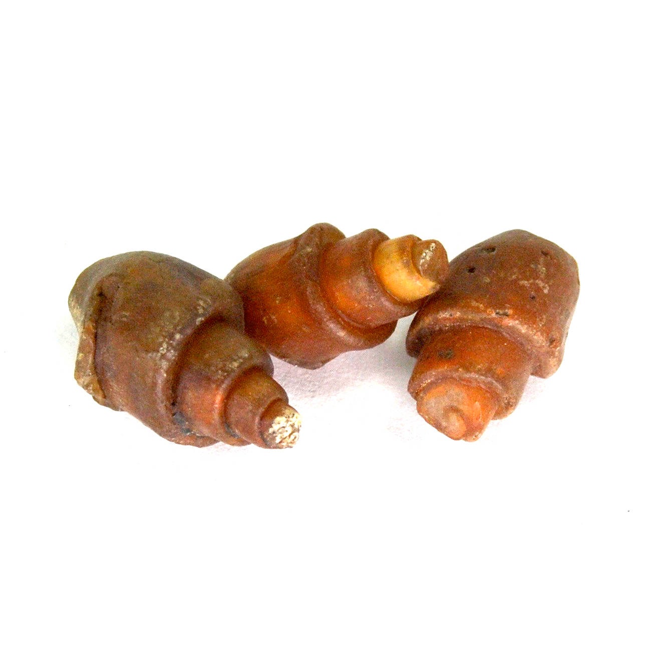 Small Agatized Gastropod Fossil Eocene 20mm to 25mm 