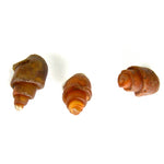 Small Agatized Gastropod Fossil Eocene 20mm to 25mm 
