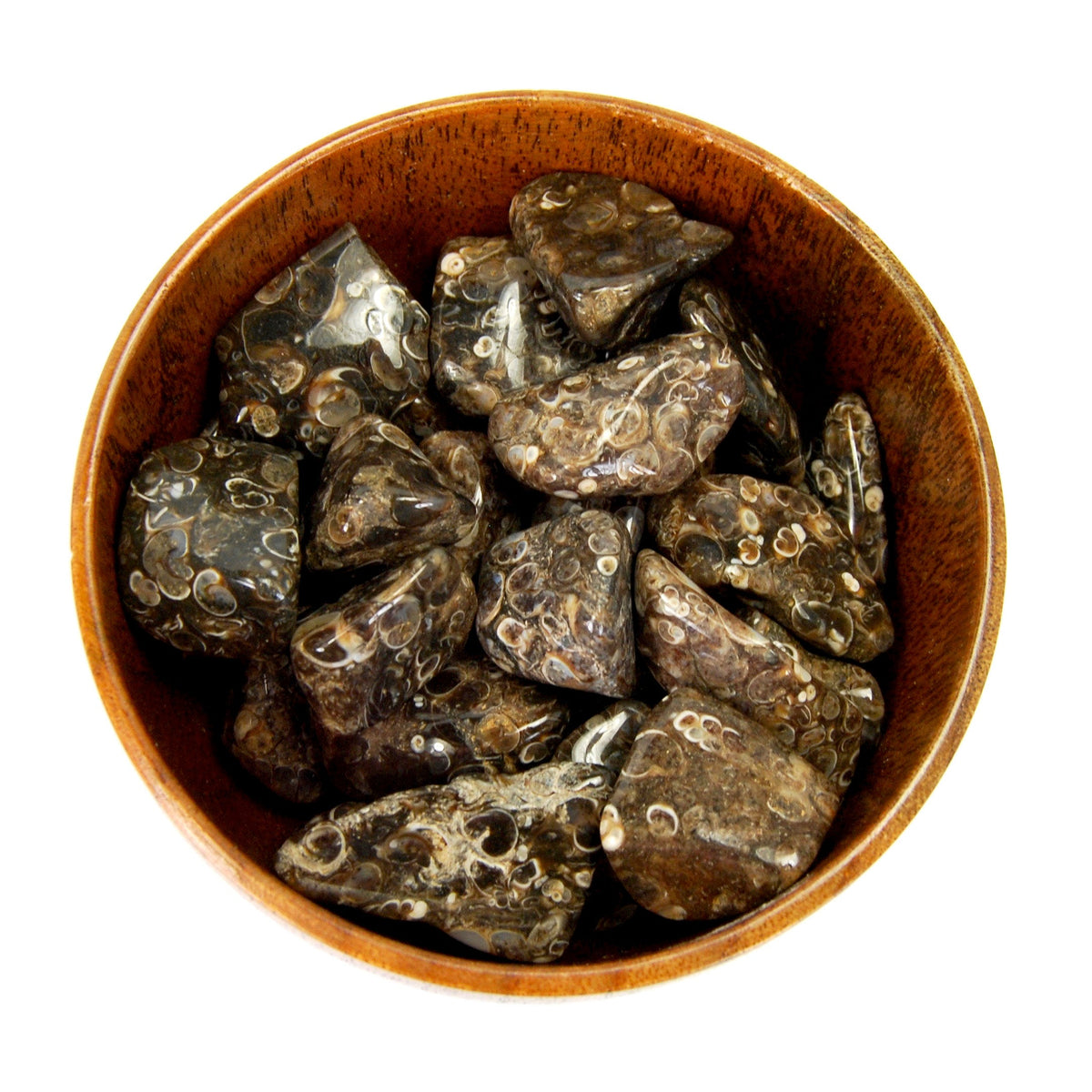 Turritella Fossil Agate Tumbled Stones