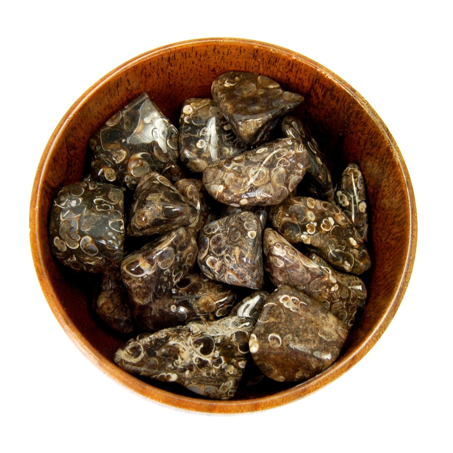 Turritella Fossil Agate Tumbled Stones