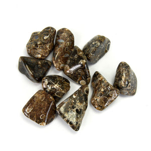 Turritella Fossil Agate Tumbled Stones