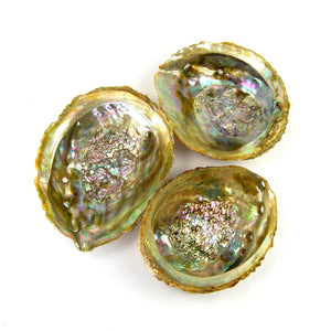 Green Abalone Shell 